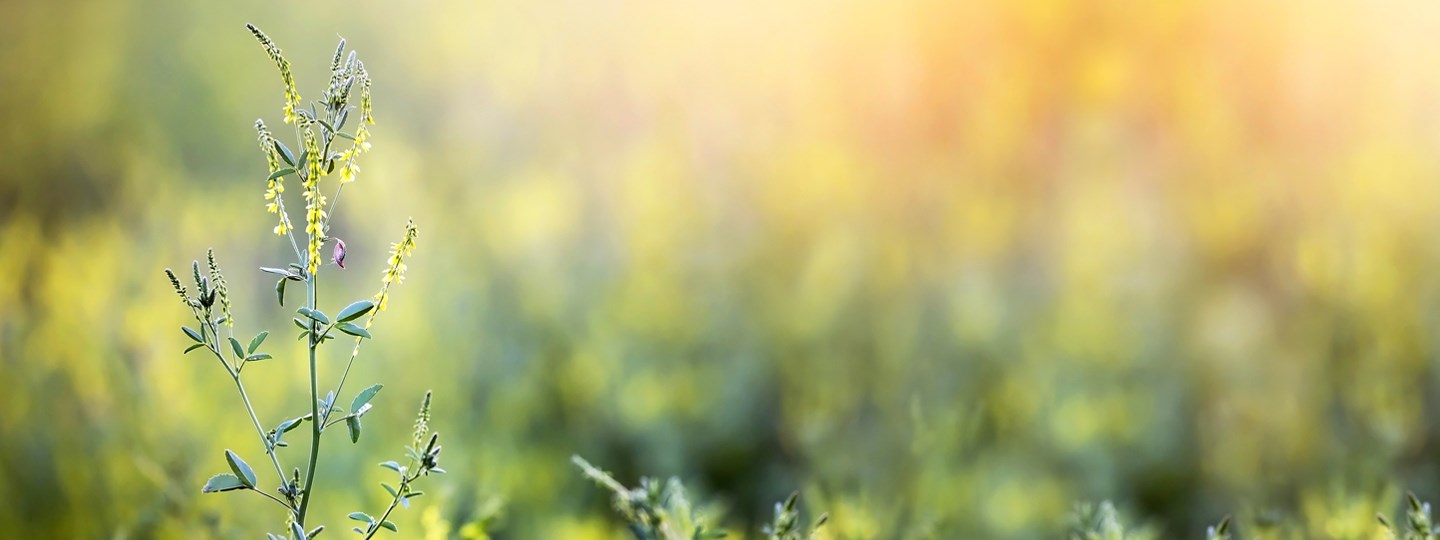 Combating Pollen Allergies Inside Your Home