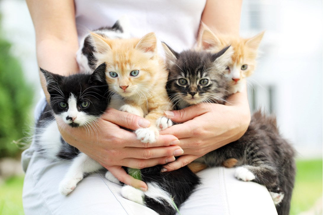 Best Hypoallergenic Cats