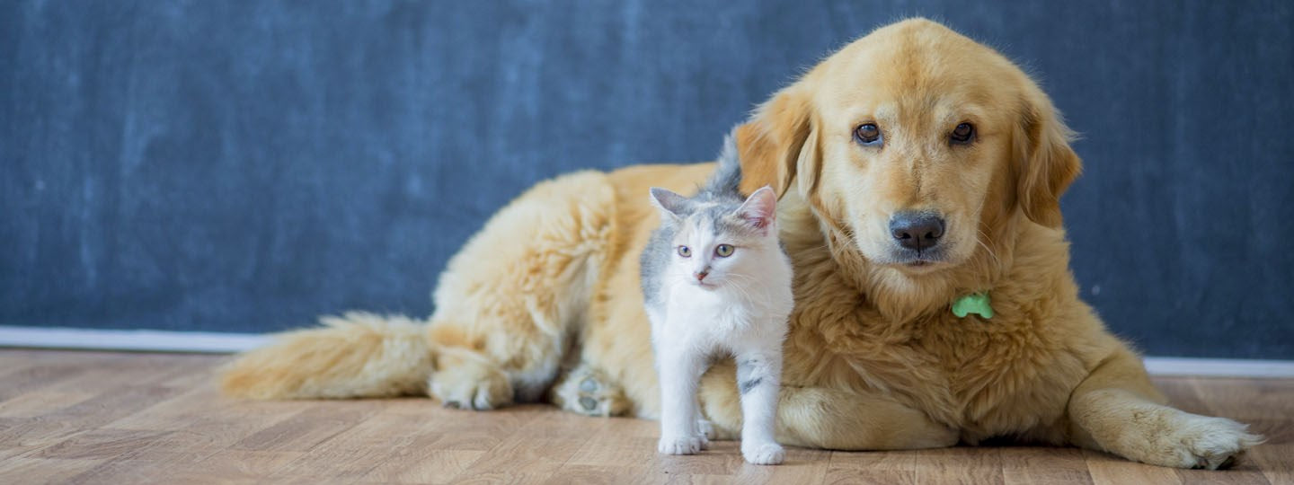 Pet Allergy Relief